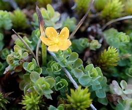 Hypericum japonicum